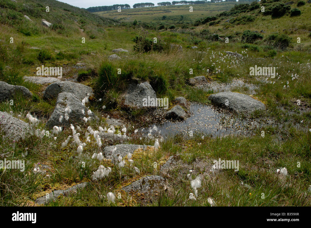 La linaigrette et autre végétation de marais par un ressort dans le Dartmoor près de Postbridge Banque D'Images