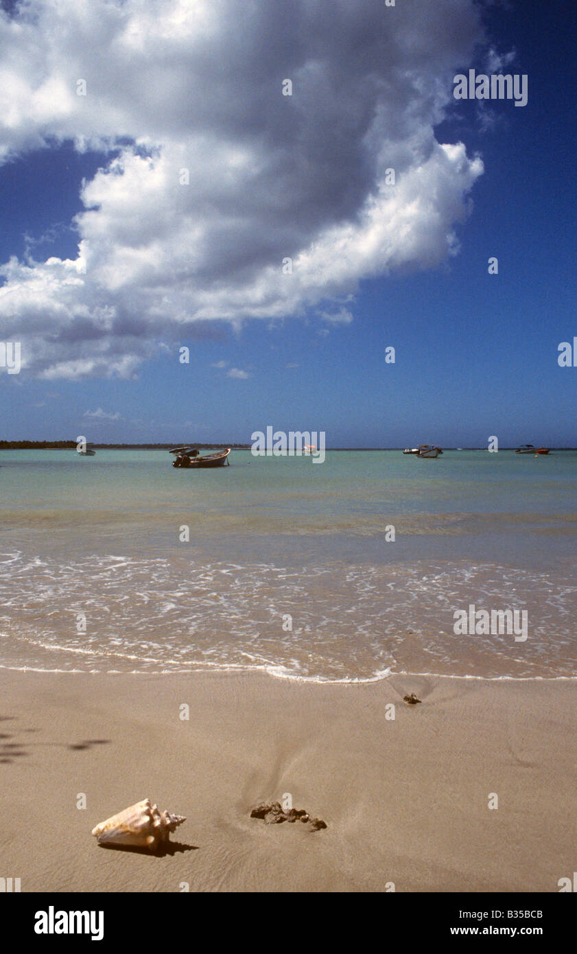 Les coquillages sur la plage à Tobago Banque D'Images