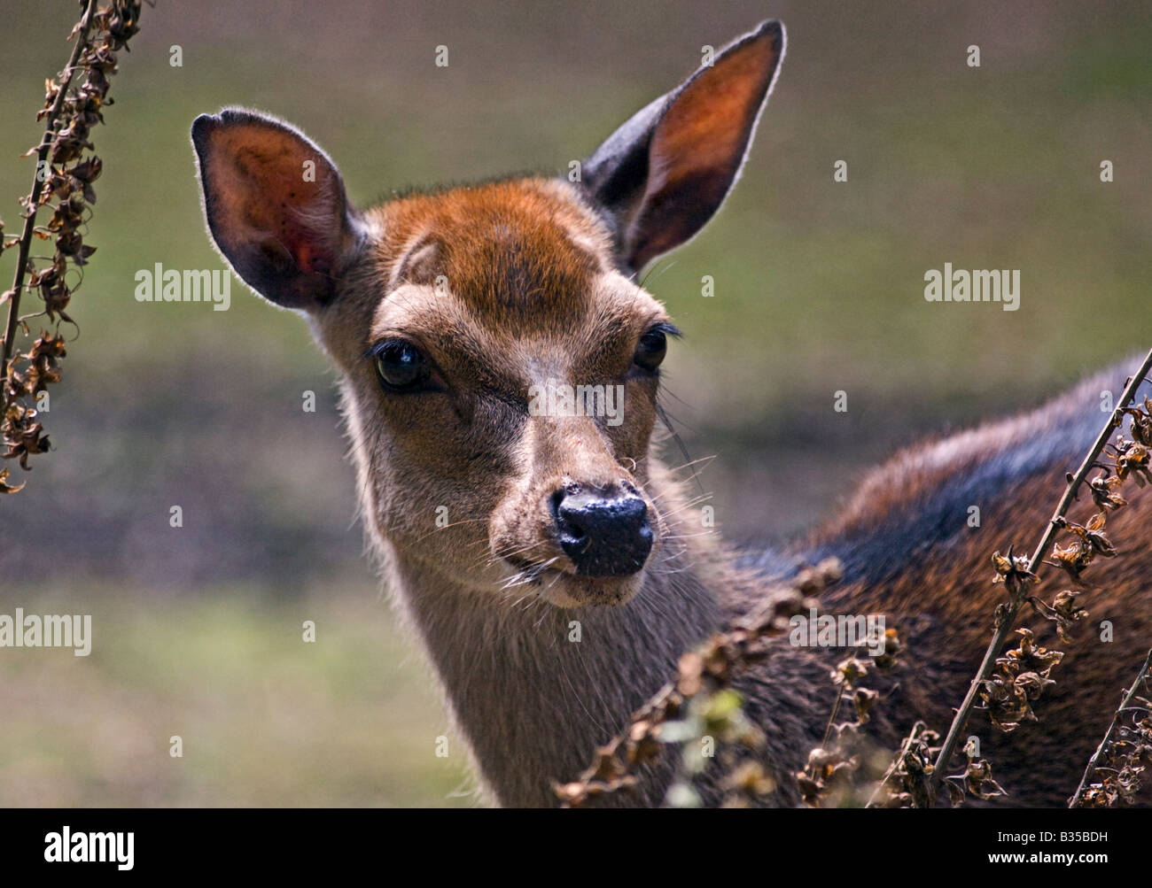 Le daim (Dama dama) portrait, New Forest, Hampshire, Angleterre Banque D'Images