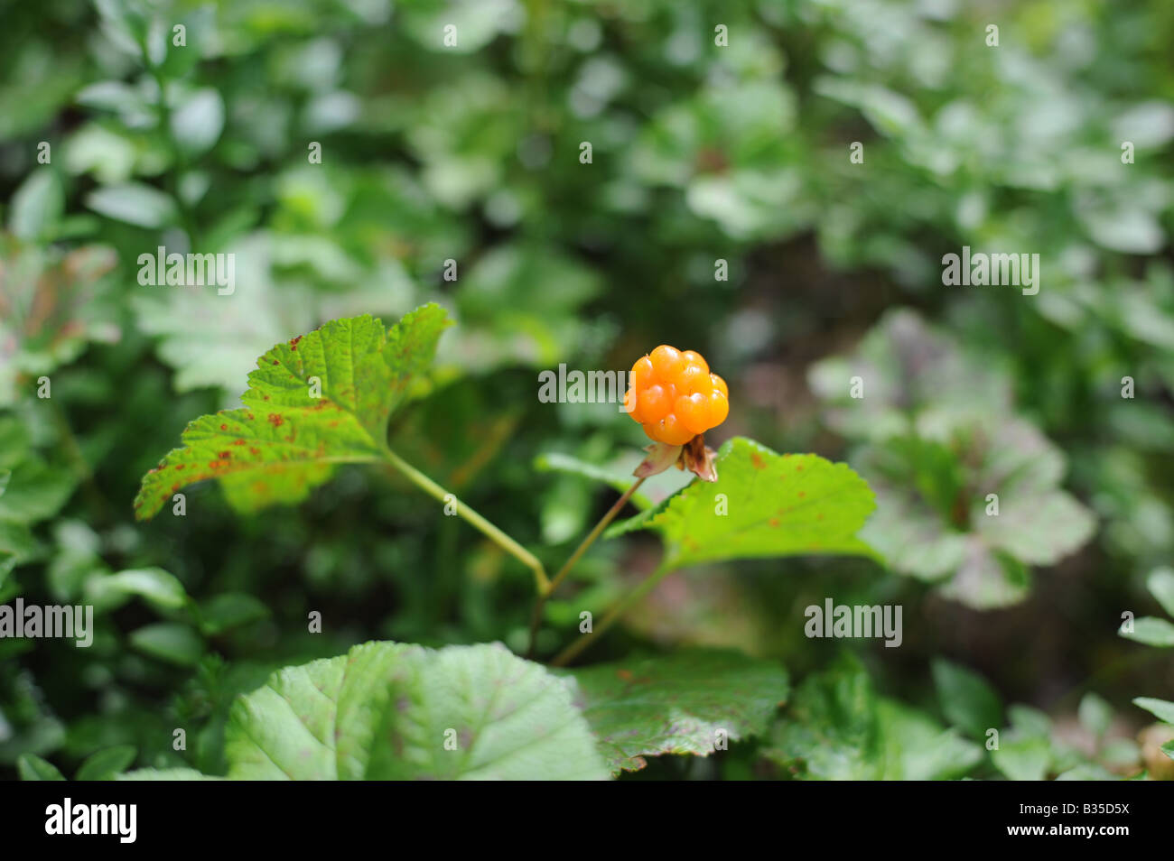 Cloudberry - Rubus chamaemorus est une plante à fleurs de la famille des roses Rosaceae qui produit des baies d'orange Banque D'Images