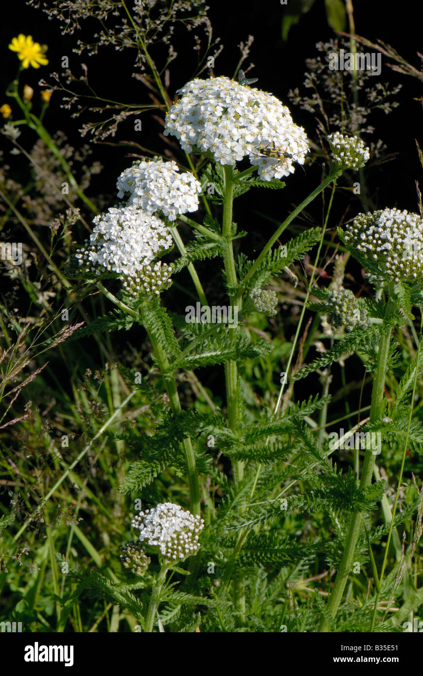 Achillée millefeuille Achillea millefolium plantes à fleurs Banque D'Images