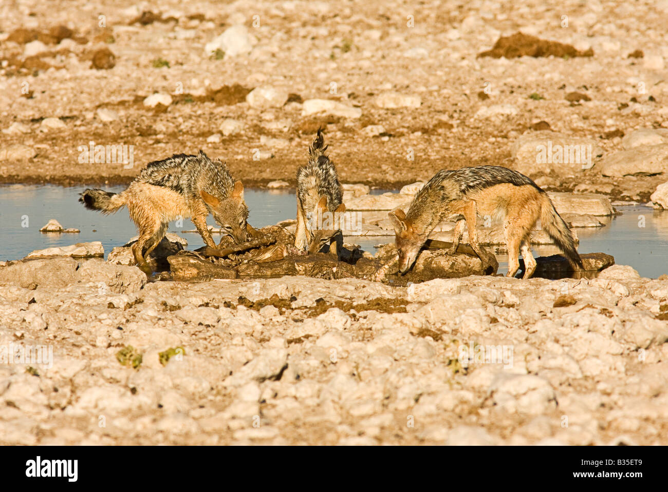 Chacal noir soutenu [Canis mesomelas] RSS sur les vestiges d'une femelle springbok à Gemsbokvlakte en Namibie Etosha en waterhole Banque D'Images