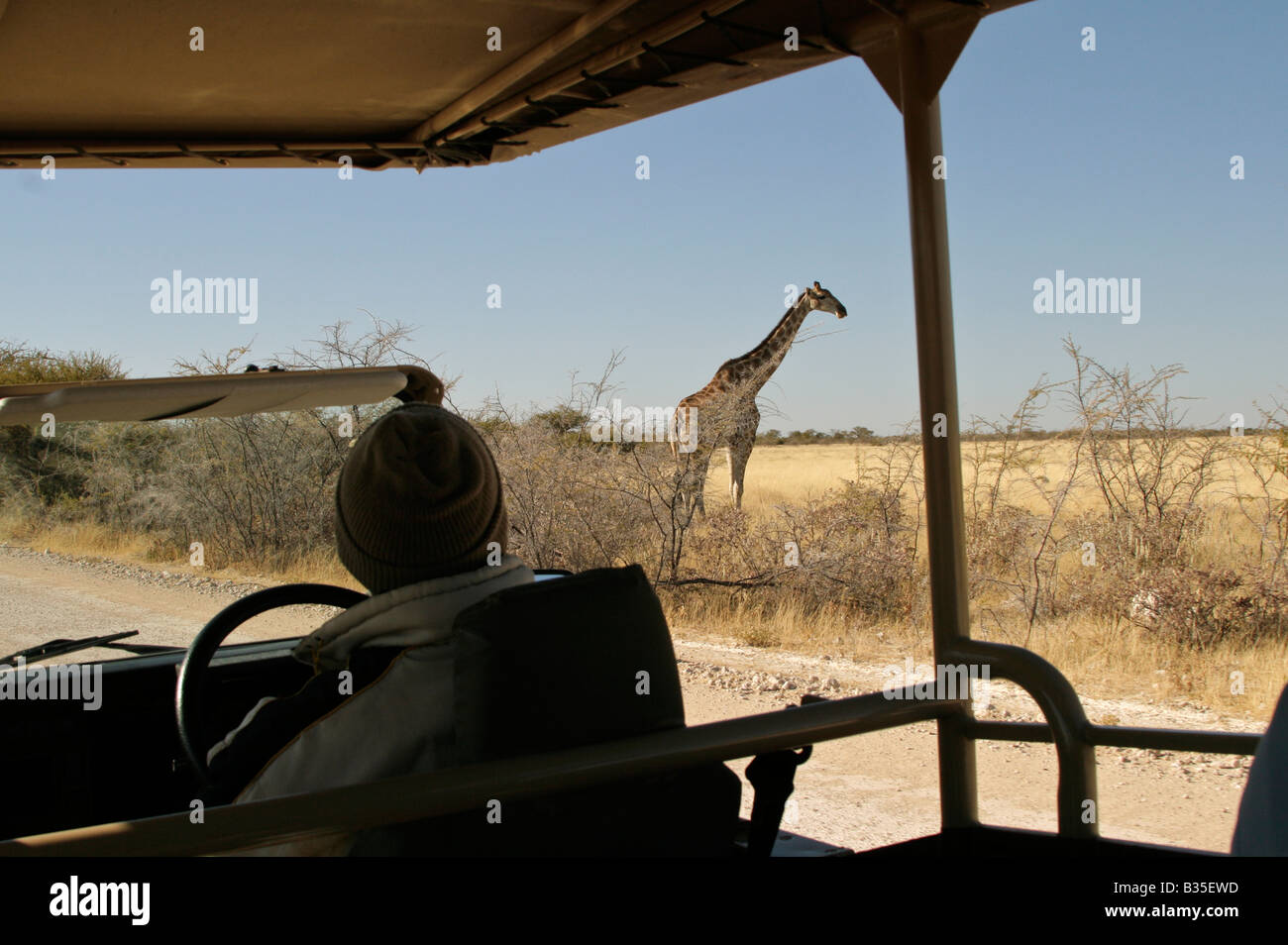 Regarder [girafe Giraffa camelopardalis] de camion safari dans le parc d'Etosha Wildlife park en Namibie Afrique du Sud Banque D'Images