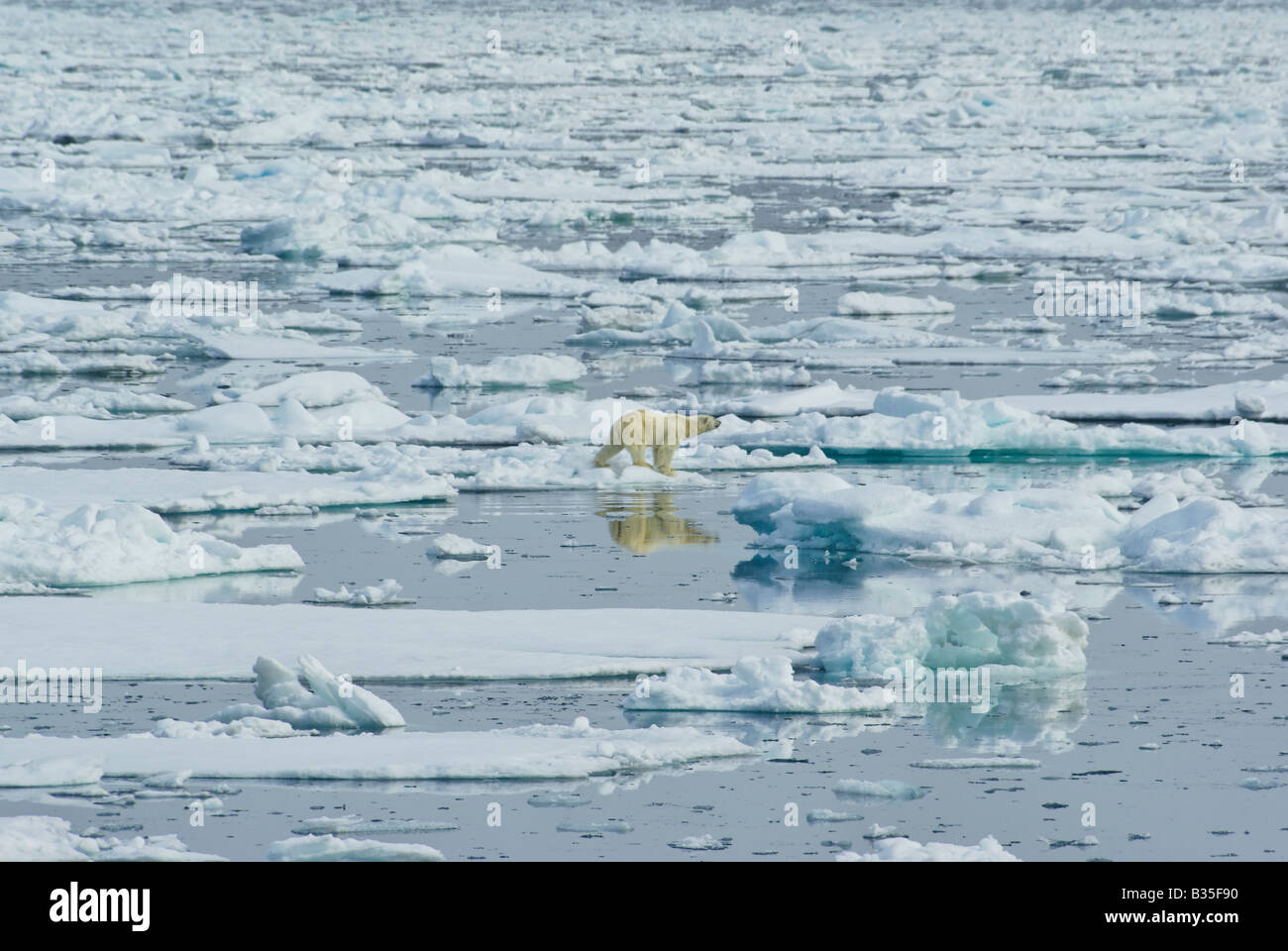 Mâle ours polaire sur la glace de mer dans la région de Svalbard Banque D'Images