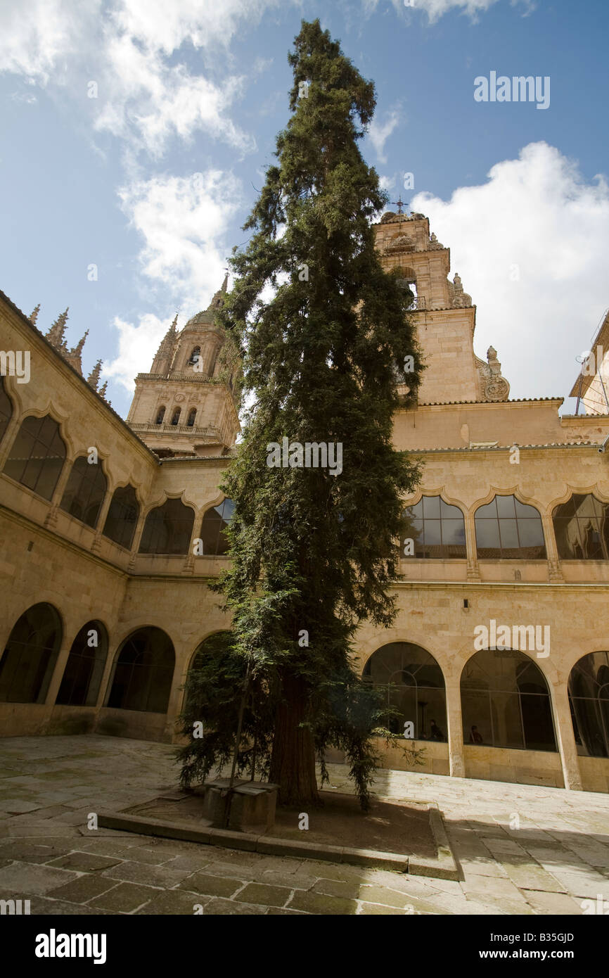 Espagne Salamanque American sequoia pine tree en prestations de l'université plus ancienne institution d'enseignement en Espagne Banque D'Images