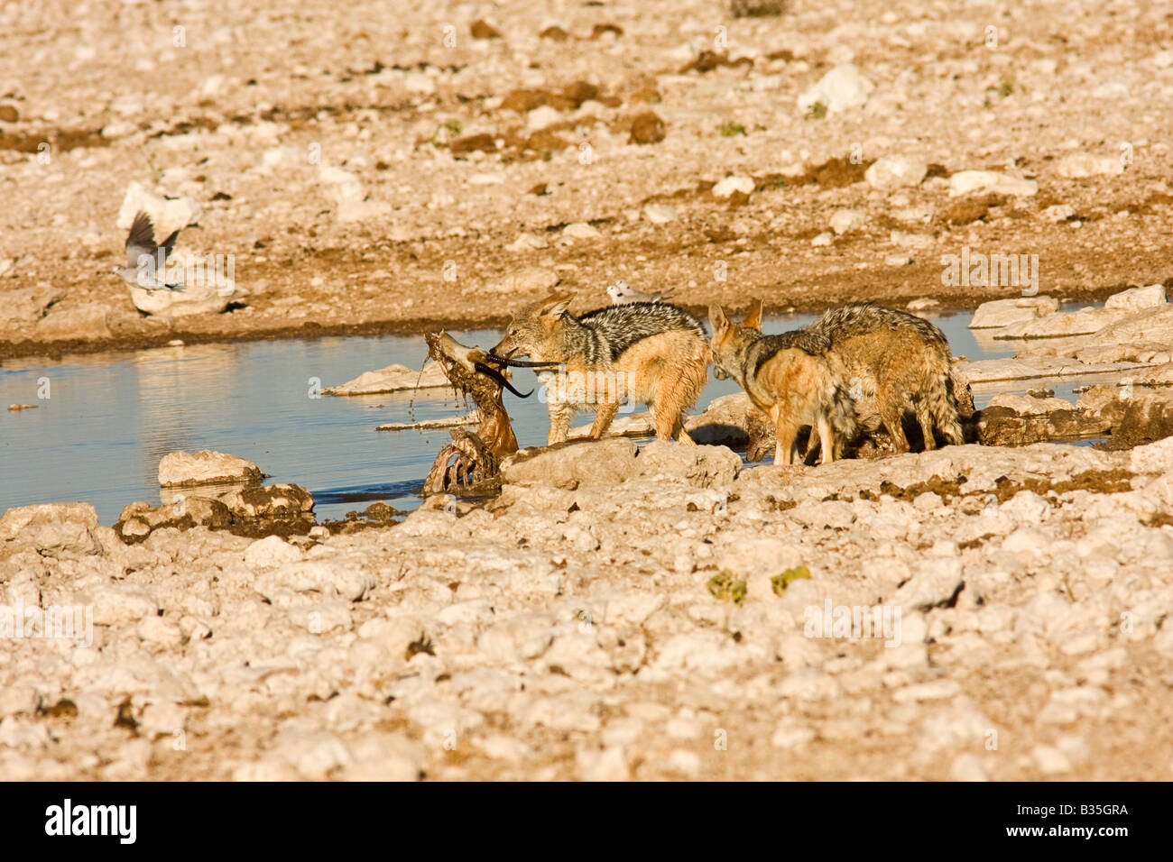 Chacal noir soutenu [Canis mesomelas] RSS sur les vestiges d'une femelle springbok à Gemsbokvlakte en Namibie Etosha en waterhole Banque D'Images