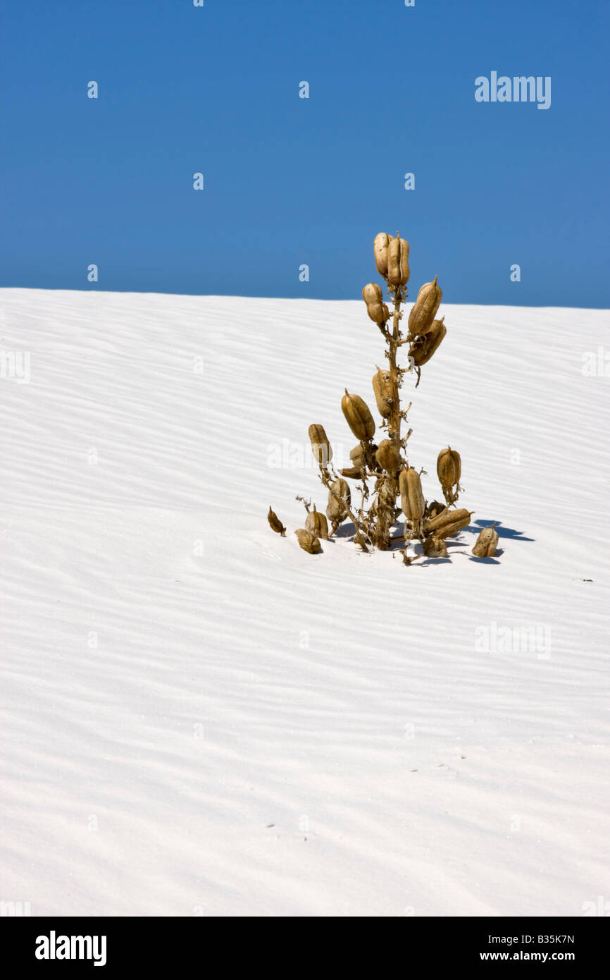 Enterré Le Yucca, White Sands National Monument, Nouveau-Mexique Banque D'Images