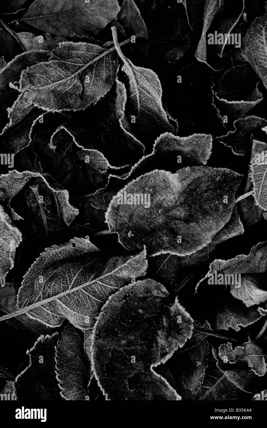 Feuilles d’automne Banque D'Images Feuilles d’automne Banque D'Images