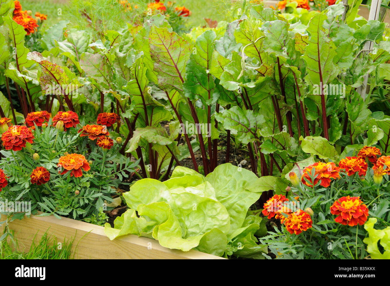 Jardin d'été avec un mélange de légumes et de fleurs surélevées UK Juin Banque D'Images