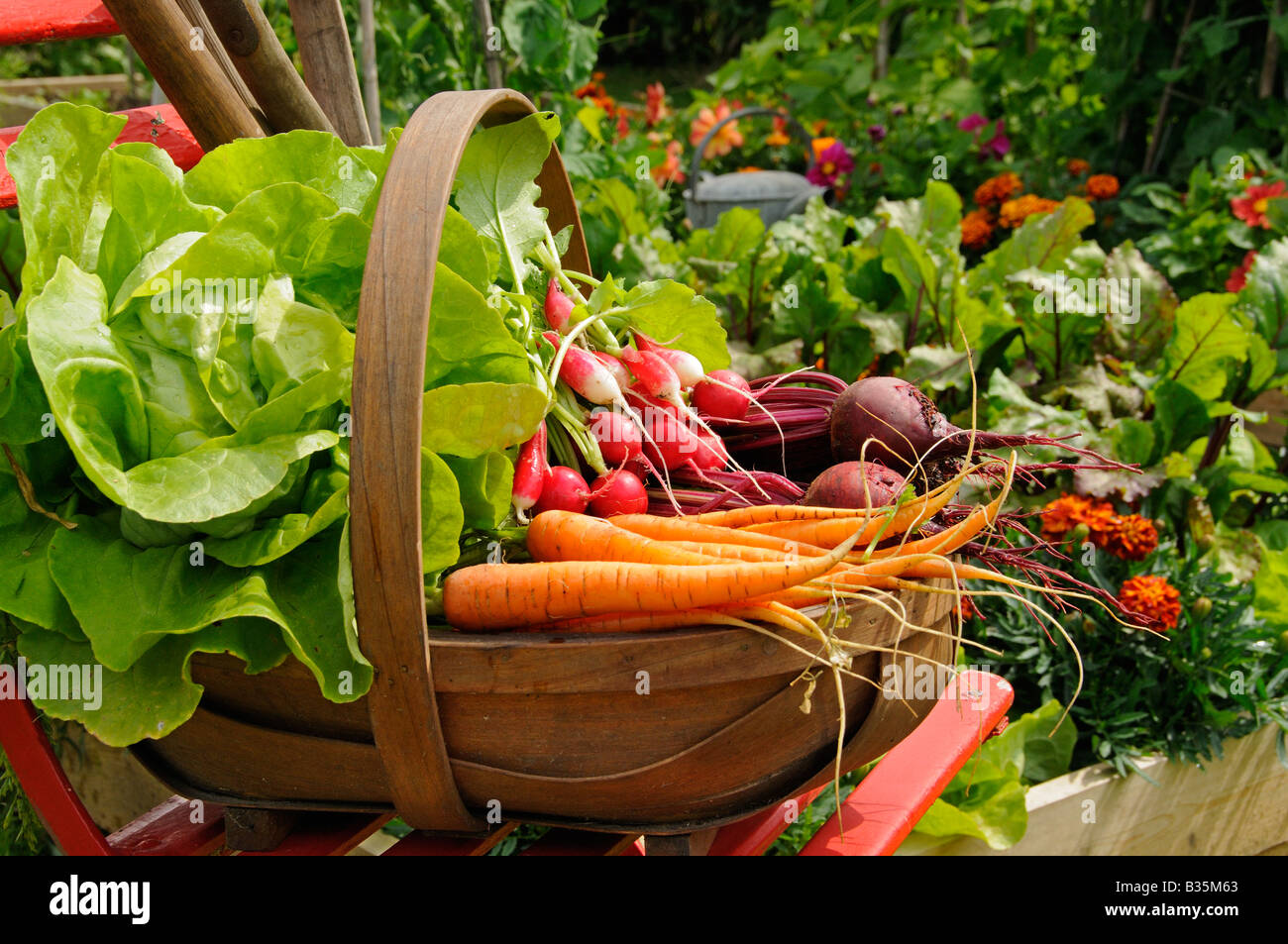 Betteraves rouges Carottes fraîchement récoltées et les radis dans un cadre rustique trug dans un jardin d'été Juillet Angleterre Banque D'Images