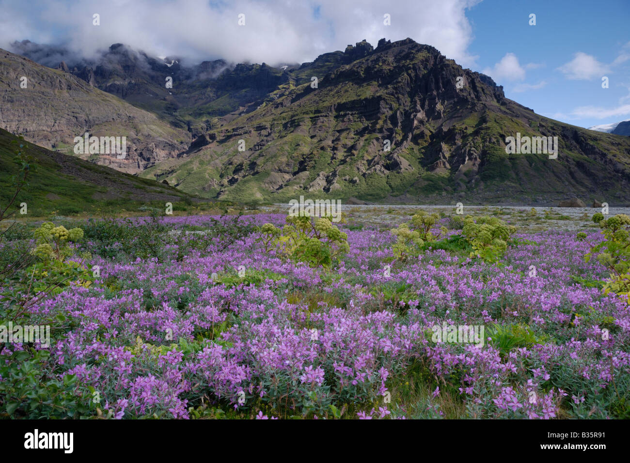 La beauté de la rivière de l'Arctique et de l'angélique sauvage Morsádalur Islande Skaftafell Banque D'Images