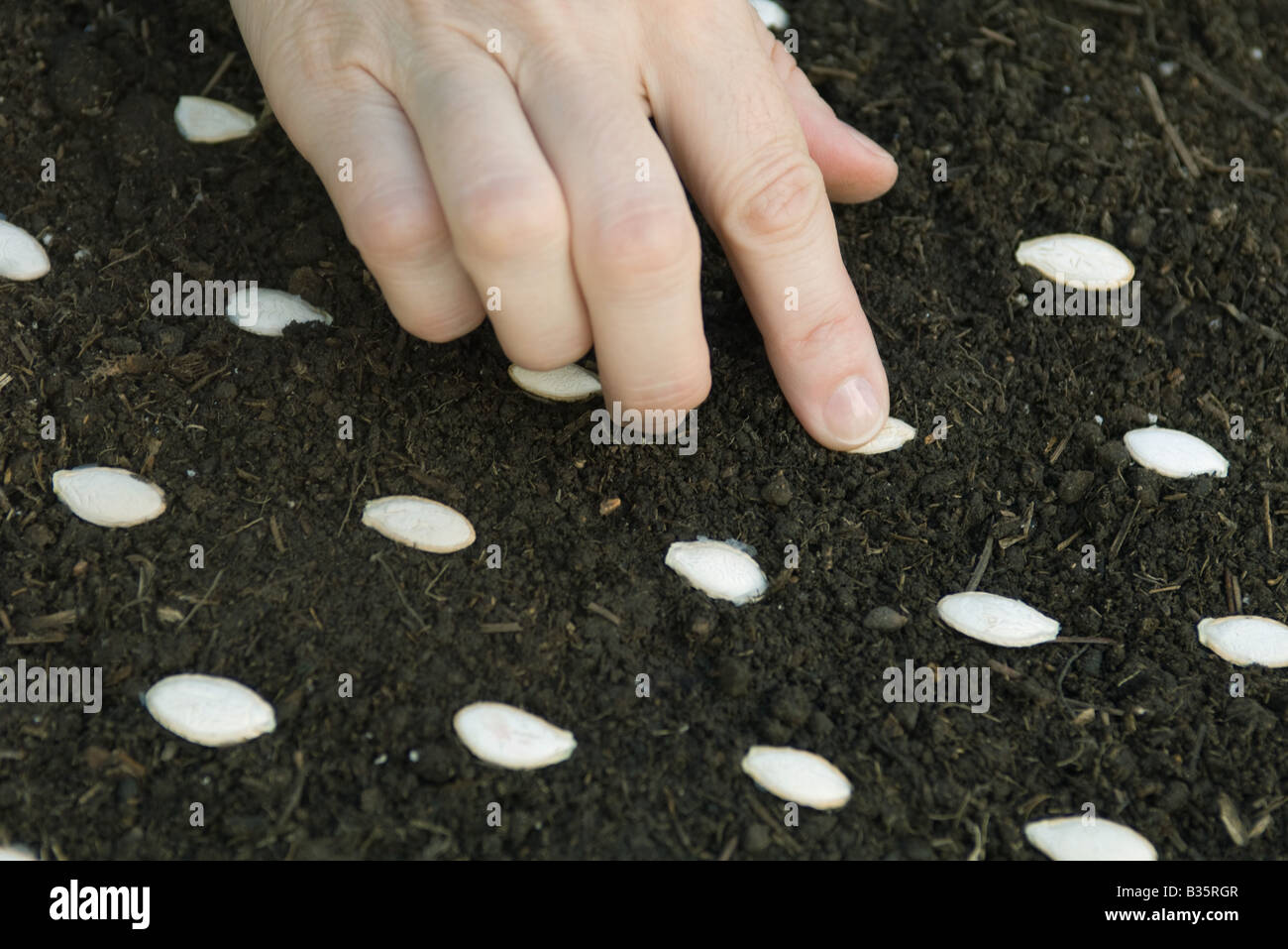 Semer les graines dans la main un paillis Banque D'Images