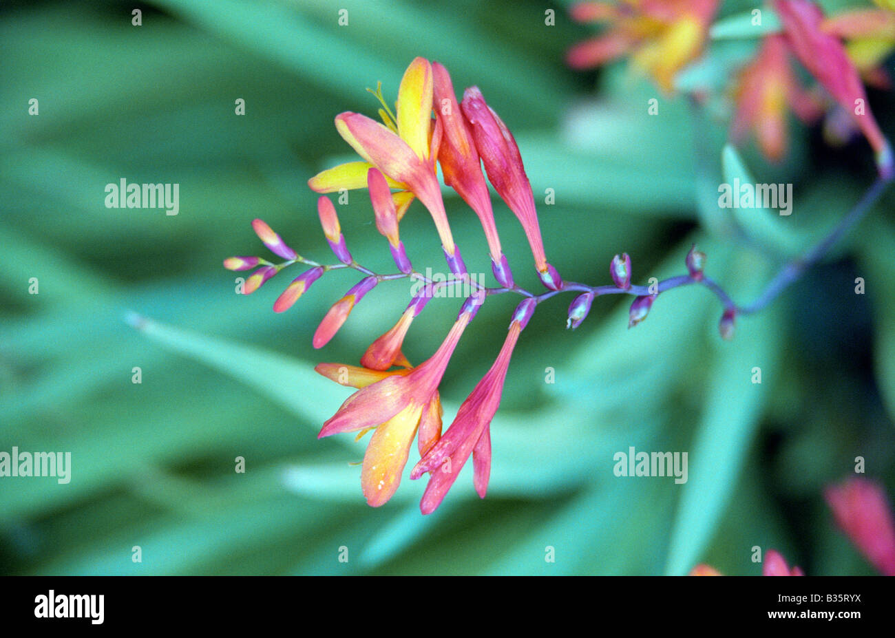 Montbretia, Warrington, Angleterre, Été 2008 Banque D'Images