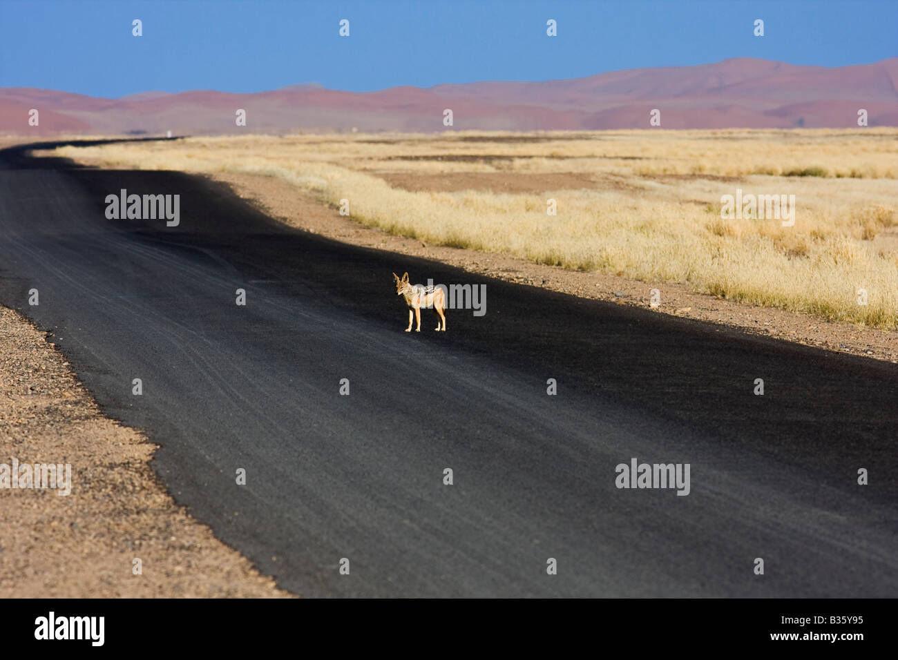 Chacal noir soutenu [Canis Mesomelas] promenades le long de la route entre les dunes de sable des dunes de Sossusvlei, en Namibie, Afrique du Sud Banque D'Images