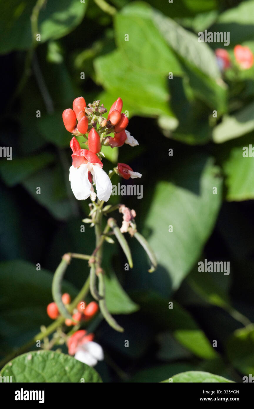 Haricot plante avec des fleurs rouges et blanches et les haricots d'espagne pousse dans un jardin de campagne anglaise Banque D'Images