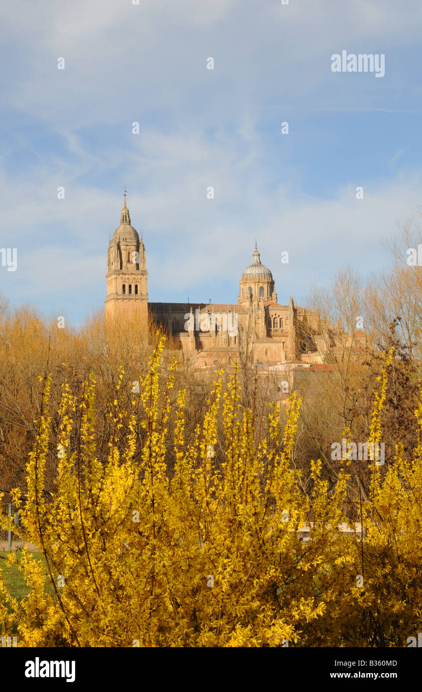 Nouvelles et anciennes cathédrales Nueva Catedral Vieja vu sur jaune forsythia printemps fleurs Salamanque Espagne Banque D'Images