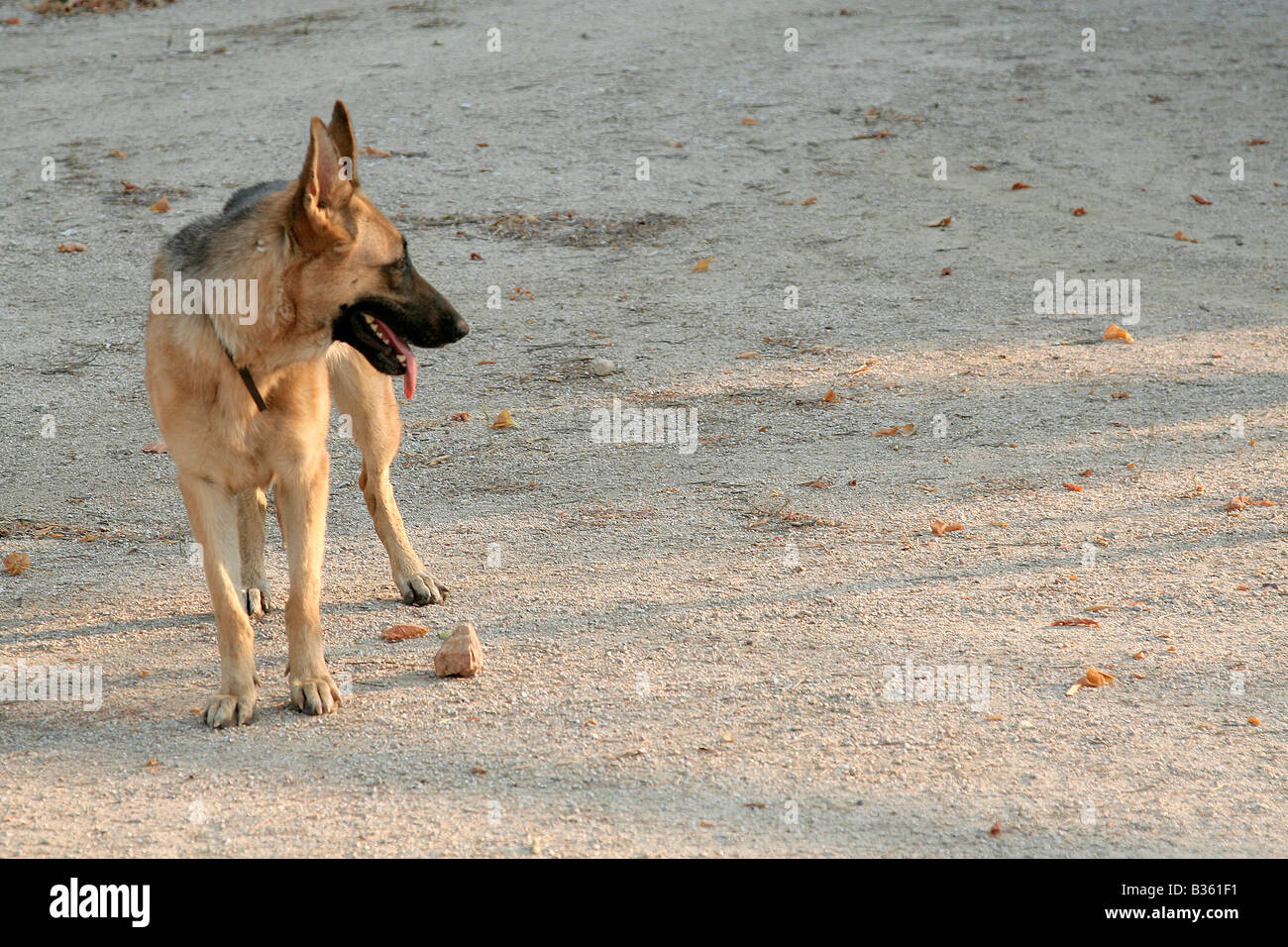 Berger Allemand Banque D'Images