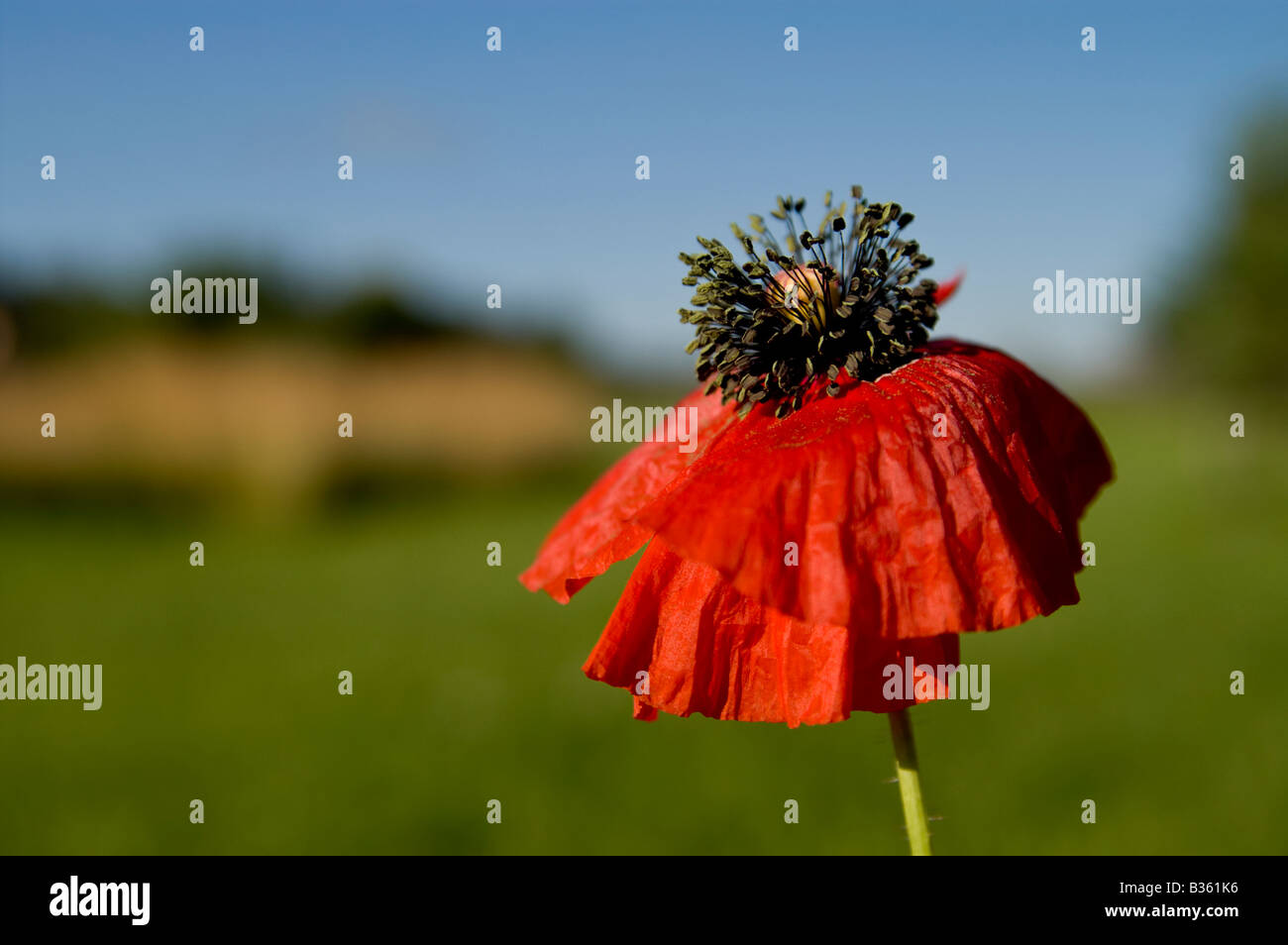 Commune Rouge Coquelicot (Papaver rhoeas) Banque D'Images