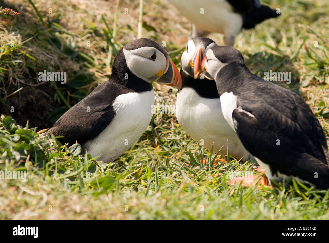 Facturation les macareux leur bec bec bec 'pour' dans les liens sociaux et la socialisation partage la vie du groupe Les amis de la communauté Banque D'Images