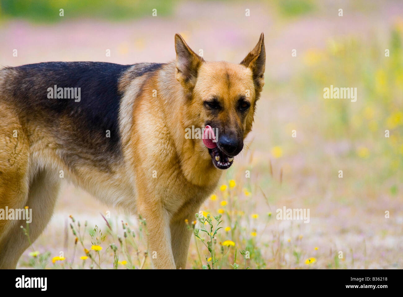 Berger Allemand Banque D'Images