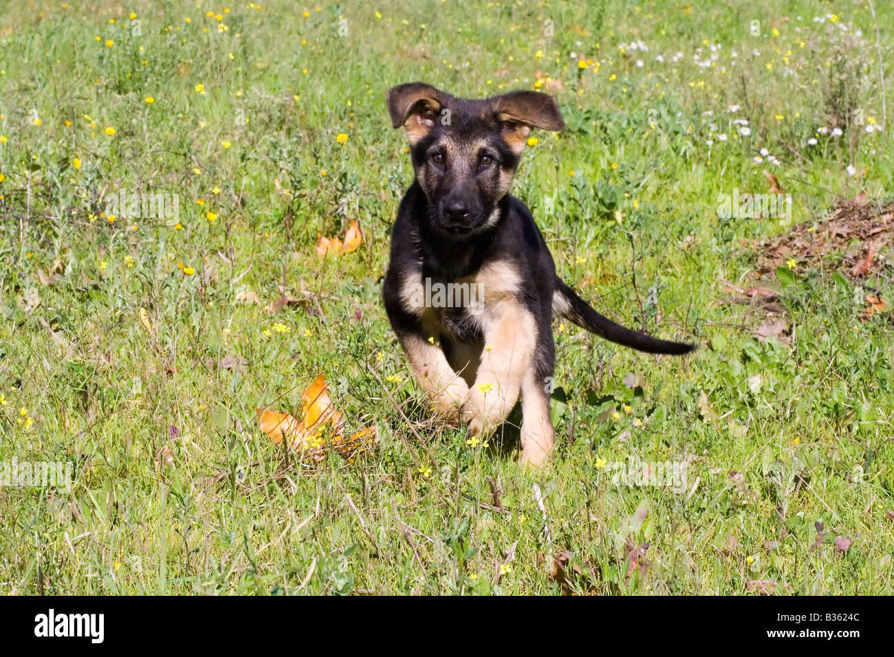Berger Allemand Banque D'Images
