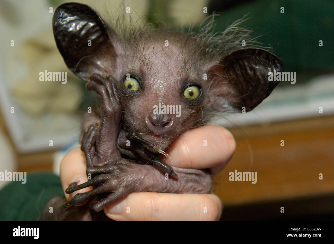 Aye-aye jeunes nés en captivité Banque D'Images