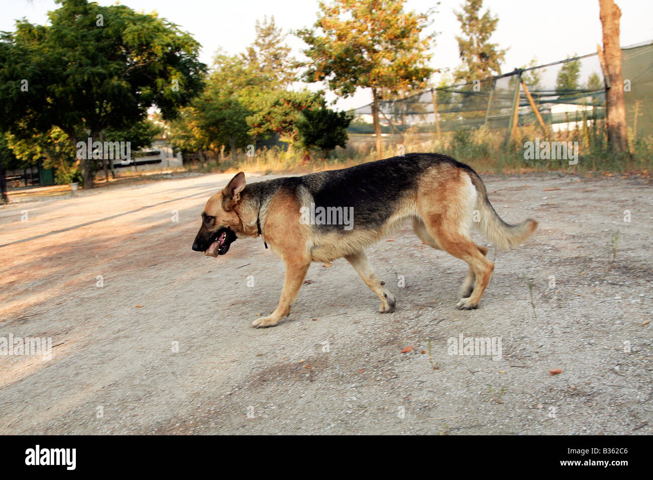 Berger Allemand Banque D'Images