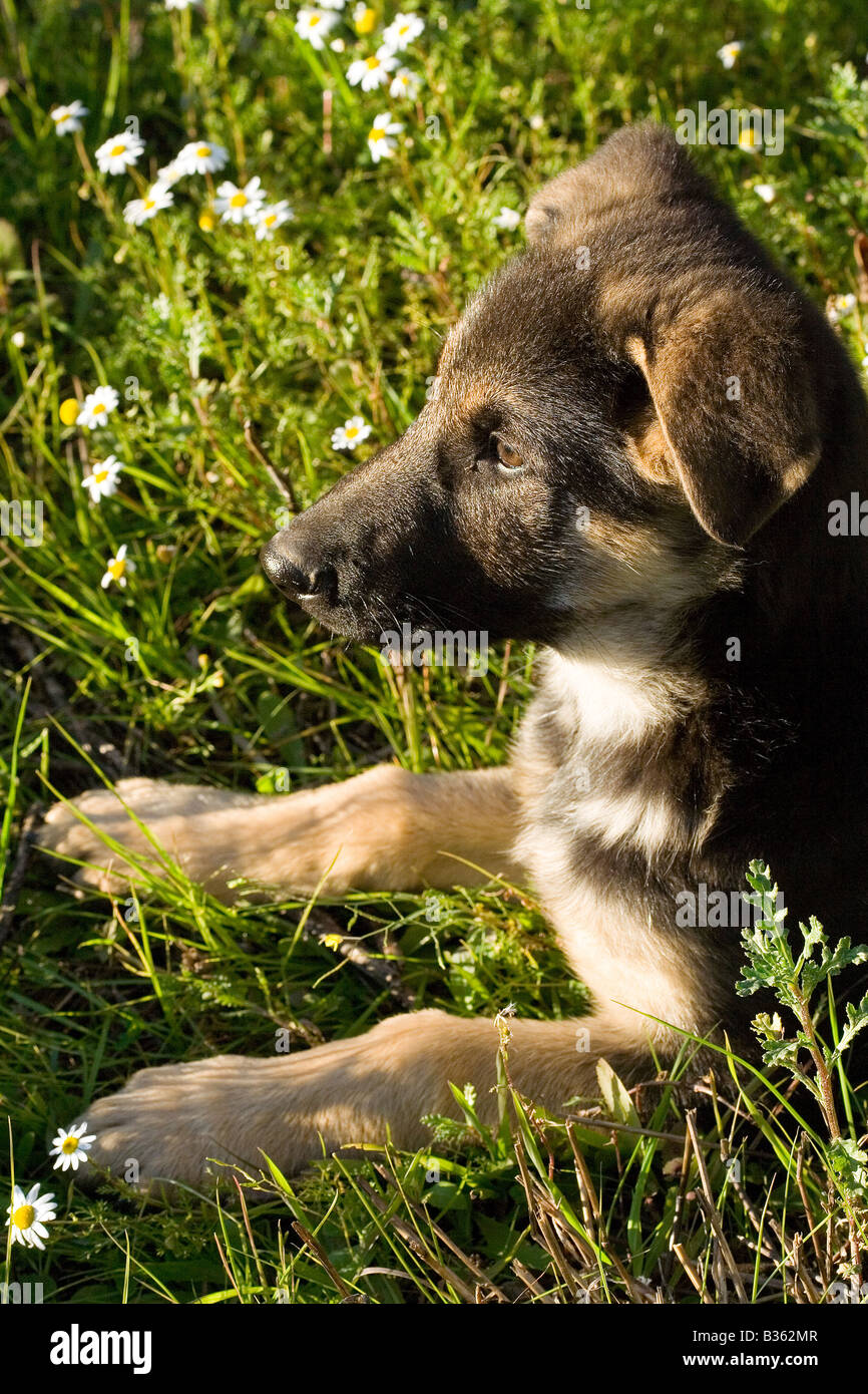 Berger Allemand Banque D'Images