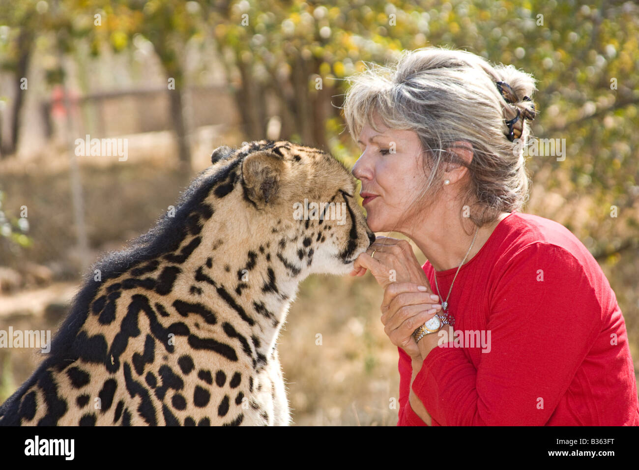 Lente Roode propriétaire de Hoedspruit Endangered Species Centre en Afrique du Sud et l'un de ses rares roi cheetas Banque D'Images