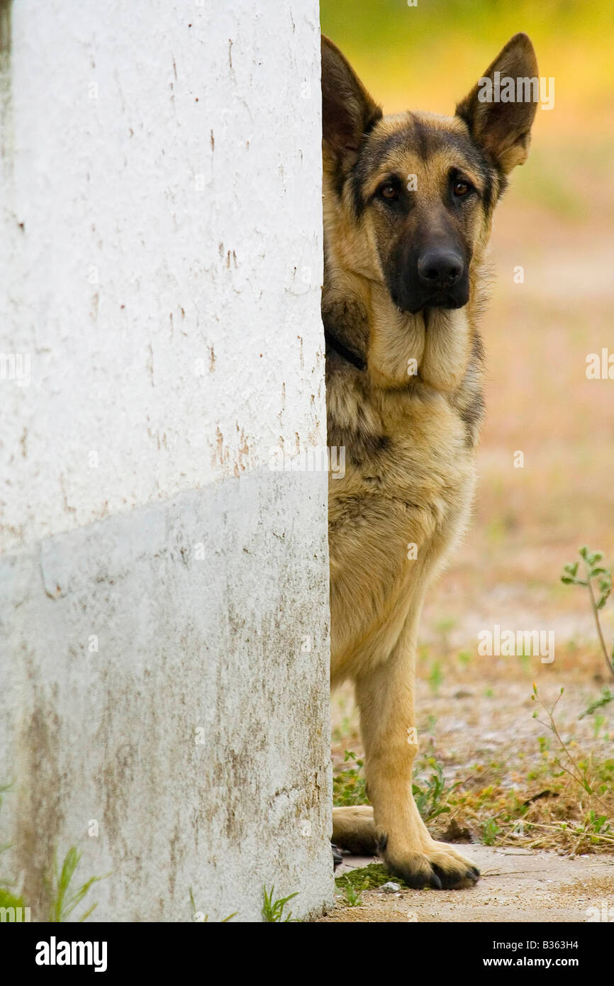 Berger Allemand Banque D'Images