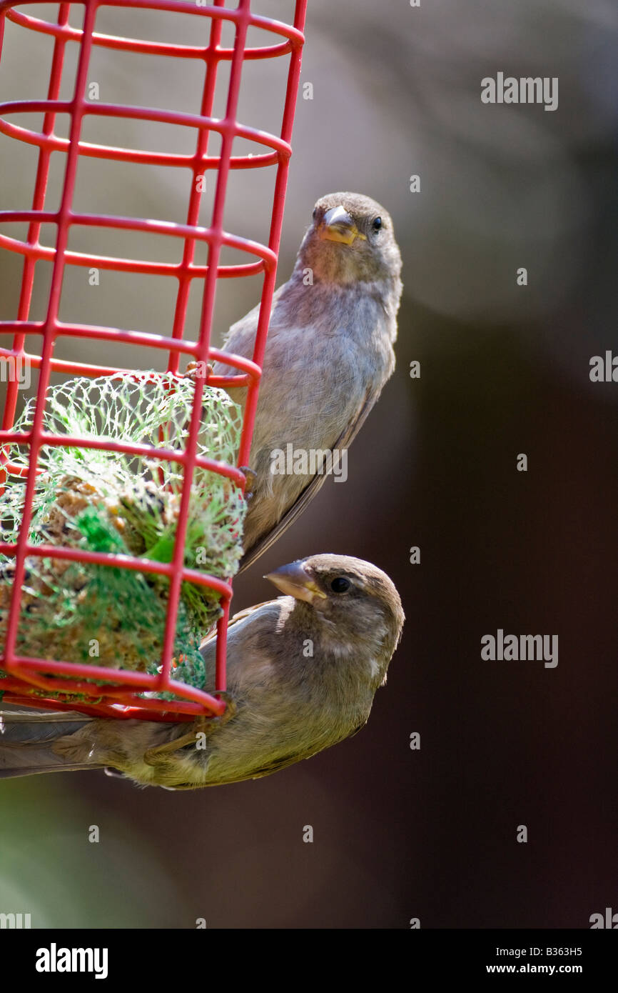 Moineau domestique (Passer domesticus) de manger du gras en boule d'alimentation jardin Banque D'Images