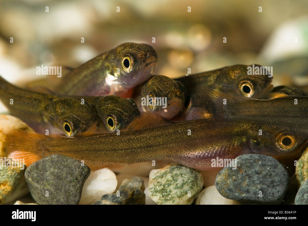 Alevin coho salmon Banque de photographies et d’images à haute