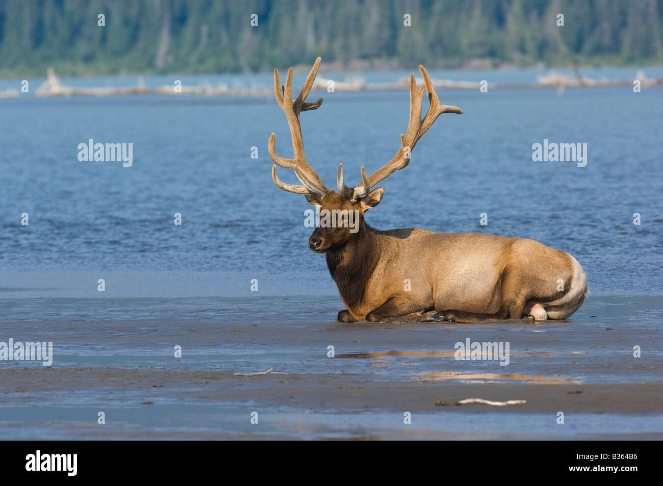 Bull Elk portant sur la rive du lac Banque D'Images