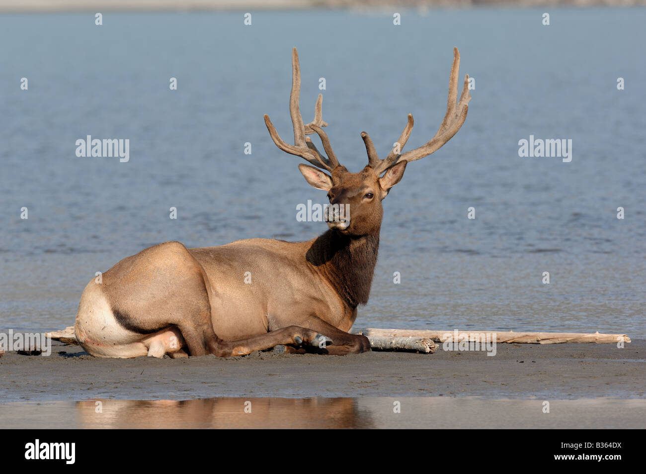 Bull Elk portant sur la rive du lac Banque D'Images