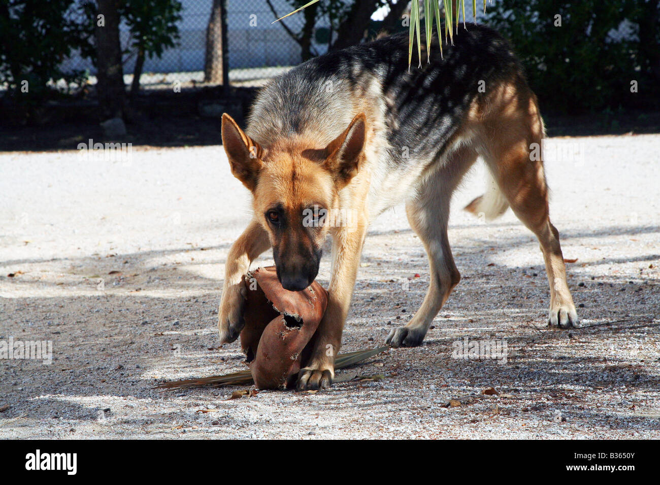 Berger Allemand Banque D'Images