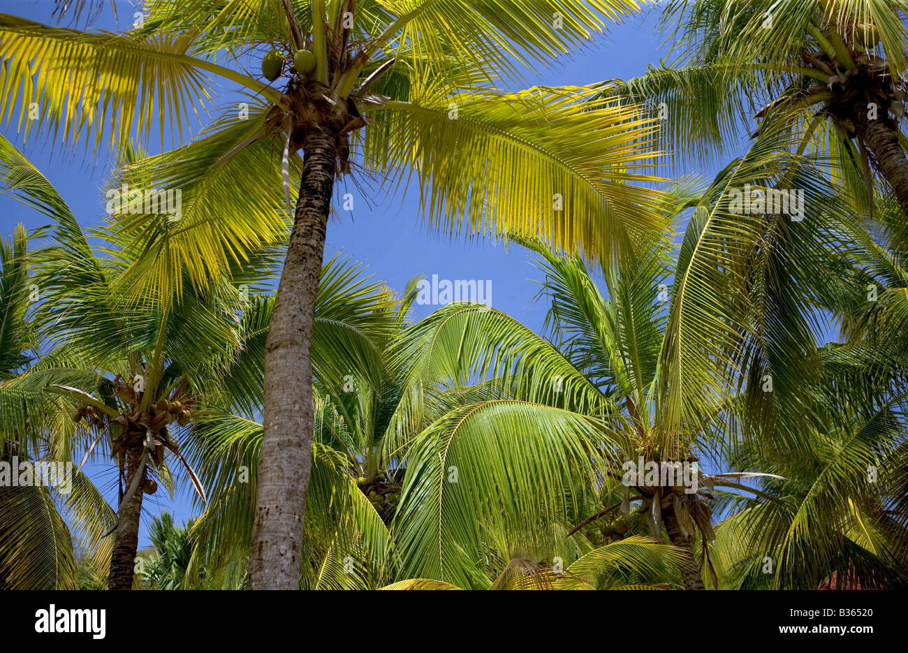 À la recherche jusqu'à un stand de cocotiers sur une plage des Caraïbes. Banque D'Images