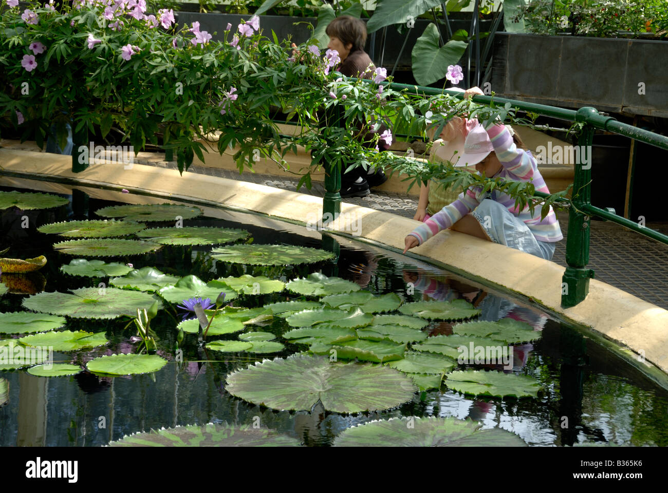 L'Angleterre, Londres, de l'eau plantes en "chambre nénuphar", Kew Gardens Banque D'Images