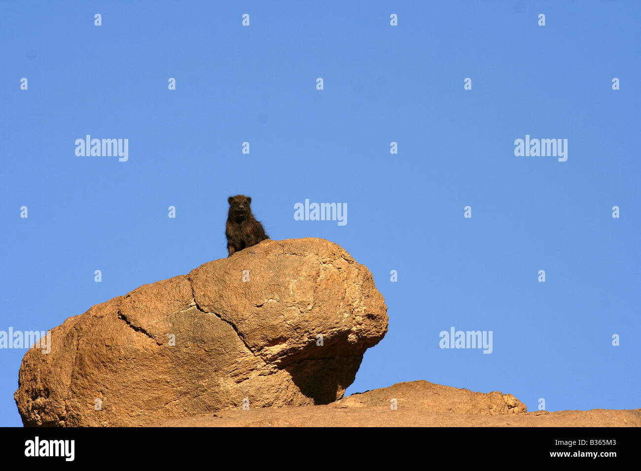 Rock Hyrax Dassie procavia Tassili Ahaggar Sahara Algérie Banque D'Images