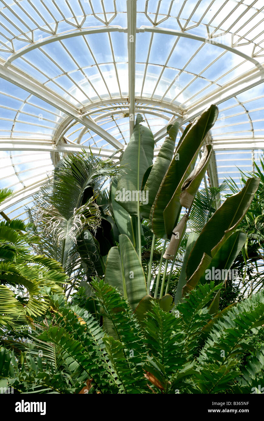 L'Angleterre, Londres, plantes en palm house à Kew Gardens Banque D'Images
