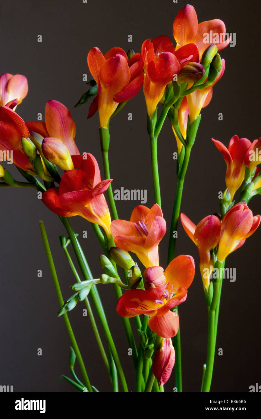 Couper les fleurs de freesia rouge photographié clé faible Banque D'Images