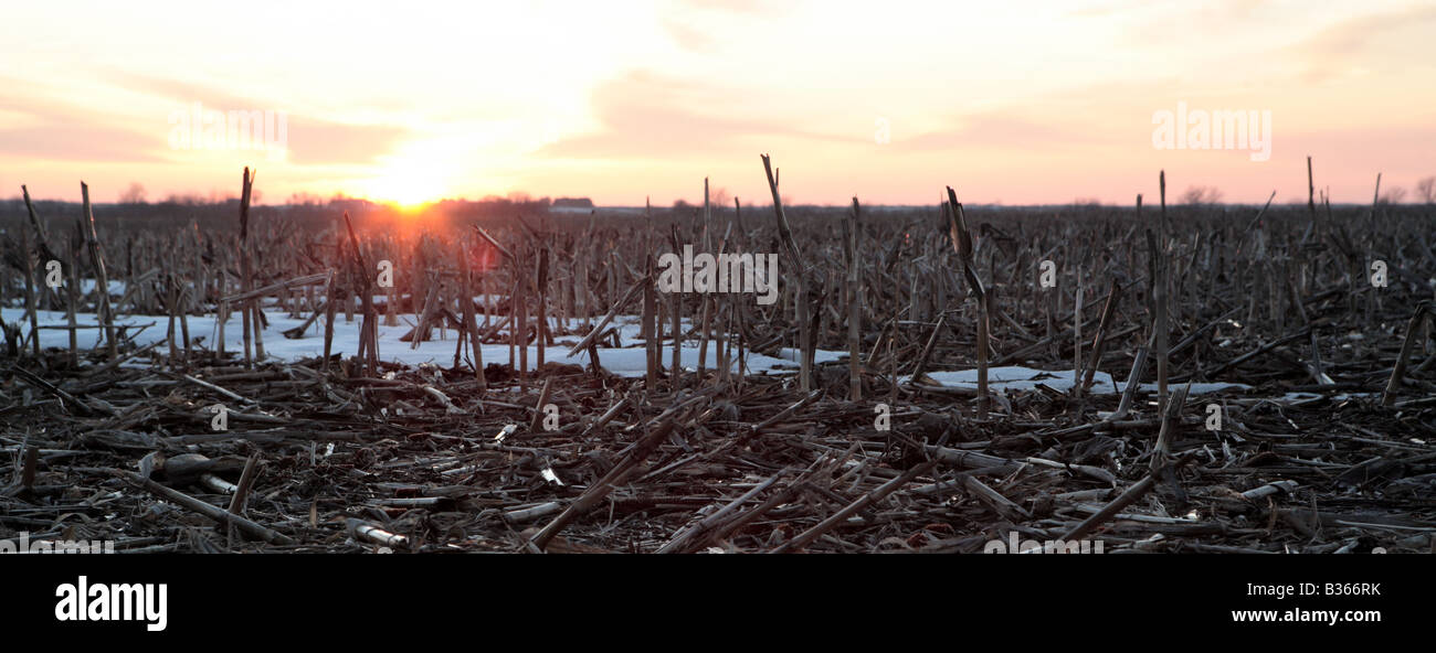 Février coucher de soleil SUR UN CHAMP DANS LE CENTRE DE L'ILLINOIS USA Banque D'Images