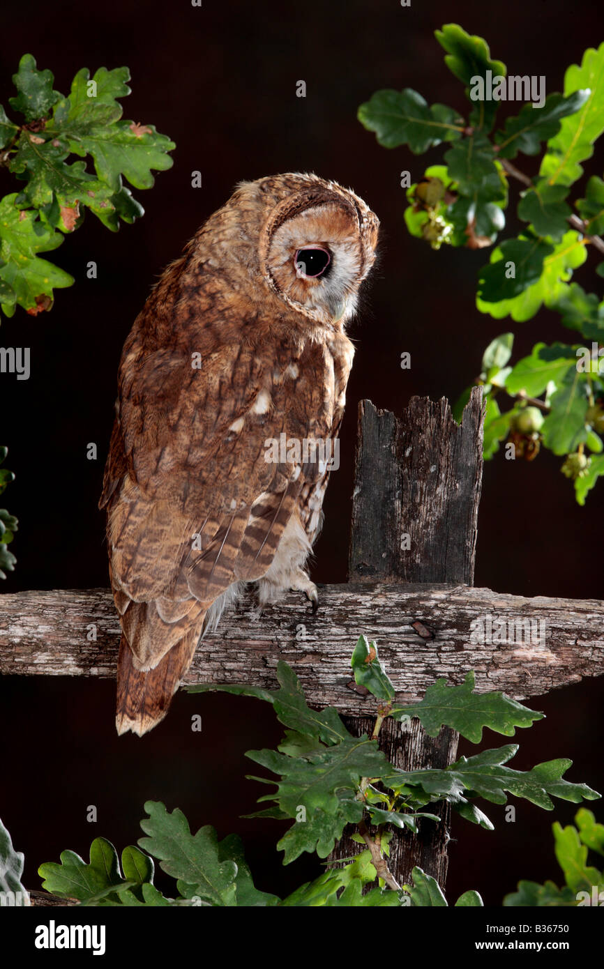 Tawney Owl Strix Aluco enr à Potton alerte Bedfordshire Banque D'Images