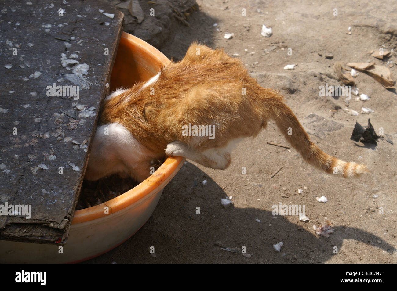La curiosité a tué le chat Banque D'Images