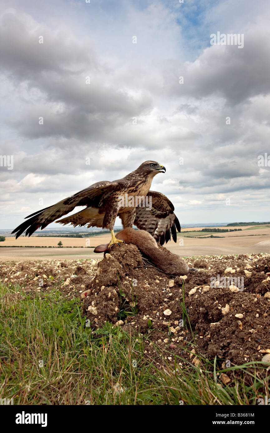 Buteo buteo Buzzard sur lapin Therfield Hertfordshire Banque D'Images