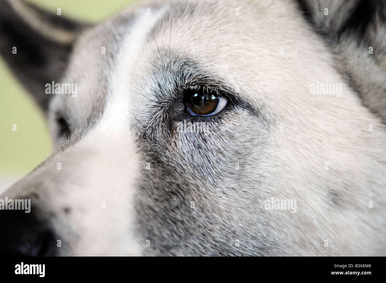 Close-up of eye akita blanc Banque D'Images