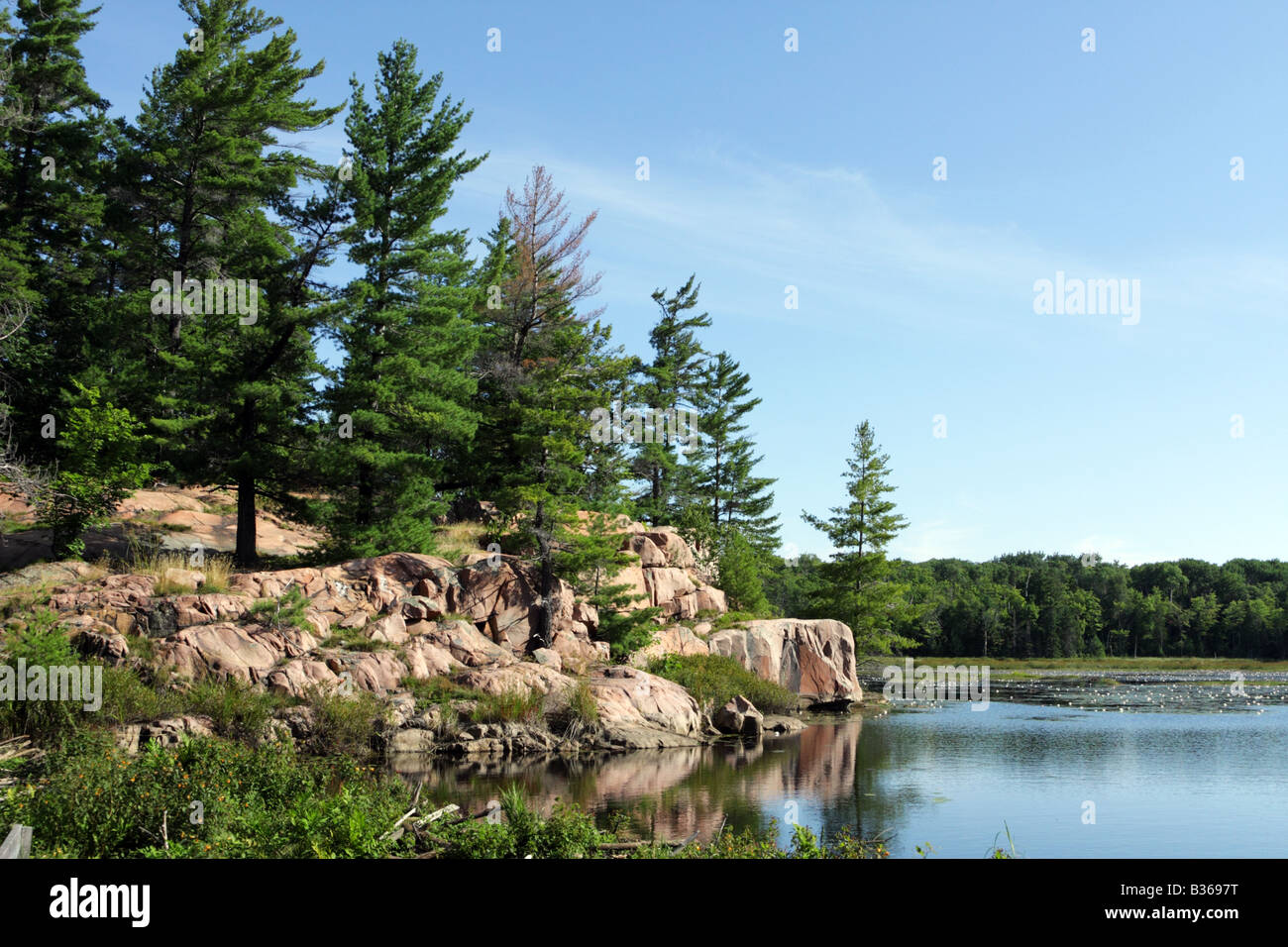 Forêt de pins et de marais le long de marais de canneberge Sentier dans le Parc provincial Killarney de l'Ontario, Canada Banque D'Images