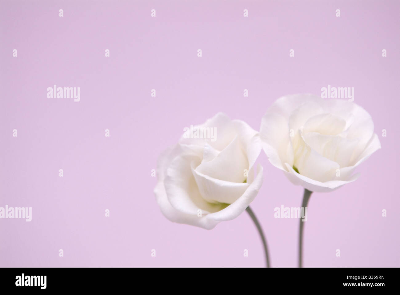 Eustoma grandiflorum Banque D'Images