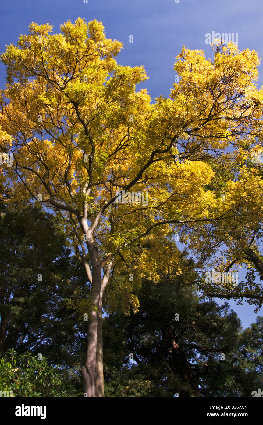 Un arbre affiche c'est couleurs d'automne dans les jardins botaniques, Christchurch Banque D'Images