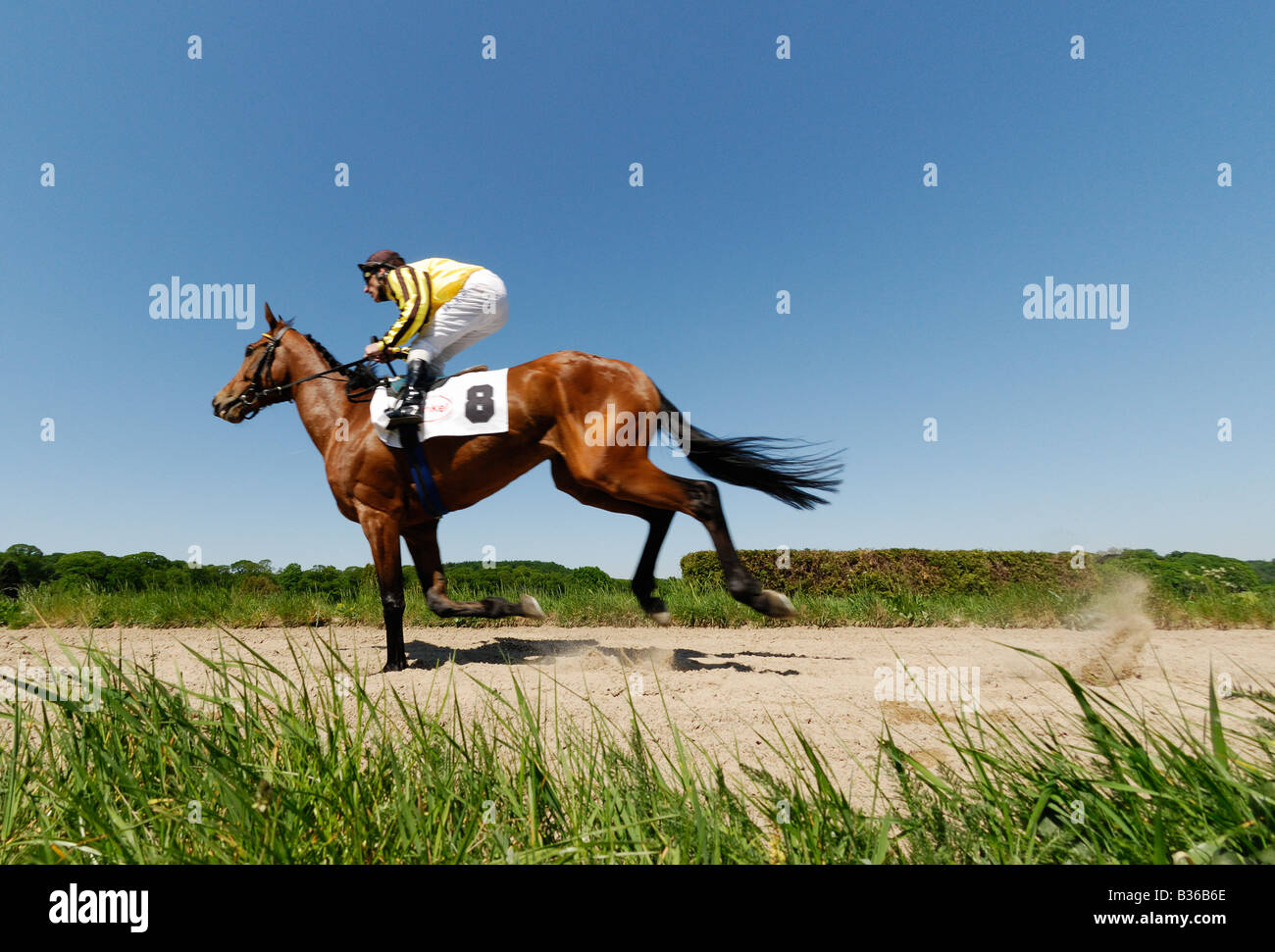 Le Jockey cheval au galop sur l'hippodrome Banque D'Images