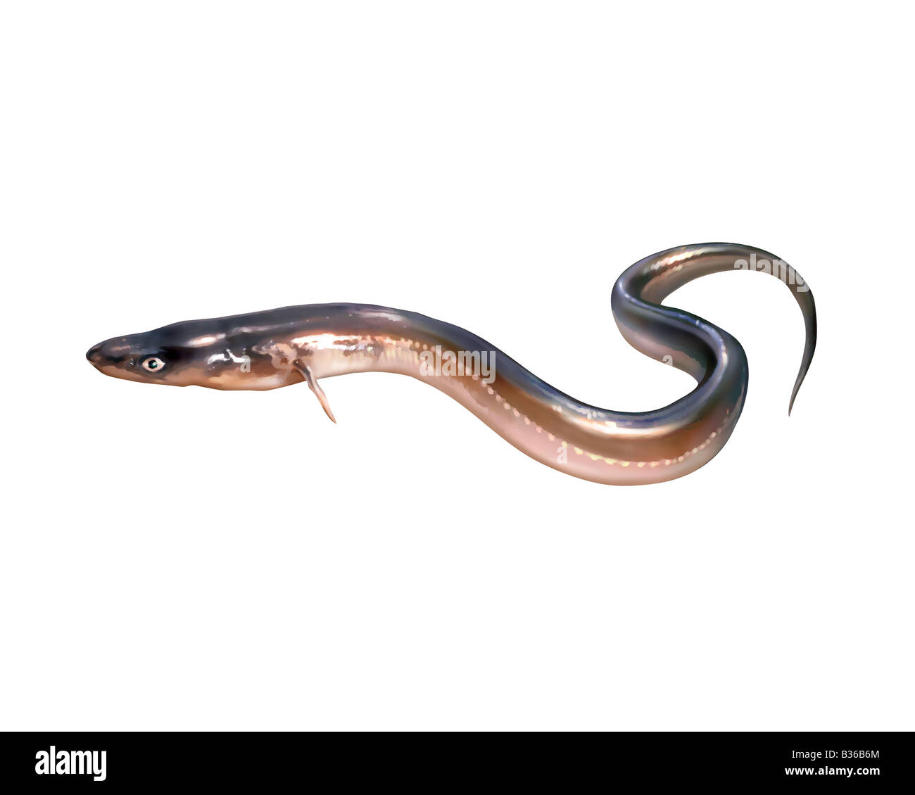 Congre anguille Banque d'images détourées - Alamy